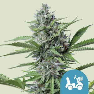 Fast Eddy Automatic CBD von Royal Queen Seeds