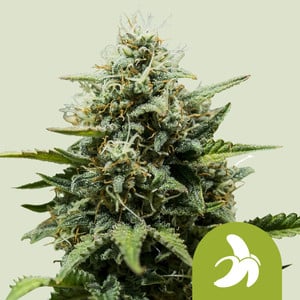 Fat Banana Auto von Royal Queen Seeds