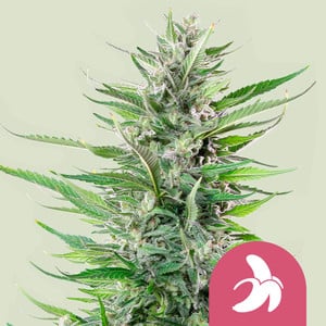 Fat Banana von Royal Queen Seeds
