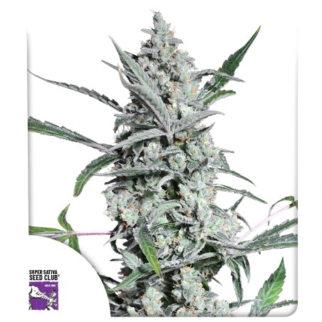 Fat Pete's Cookies Auto von Dutch Passion