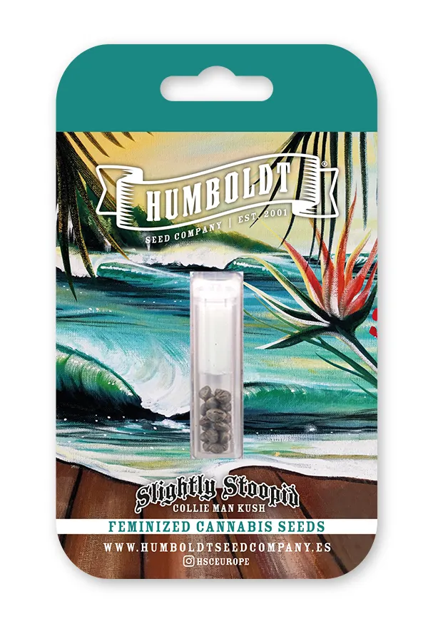 Slightly Stoopid Collie Man Kush von Humboldt Seed Company
