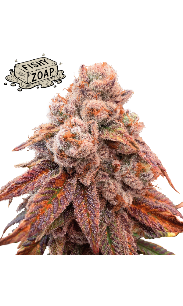 Fishy Zoap von Seedstockers