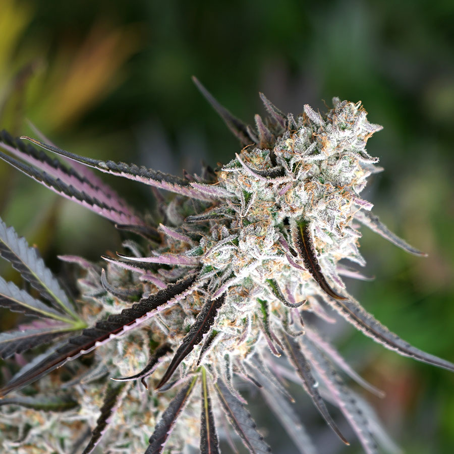 Florida Gaspack von Humboldt Seed Organisation