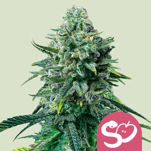 Forbidden Fruit 1 St. Royal Queen Seeds