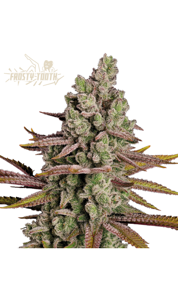Frosty Tooth von Seedstockers
