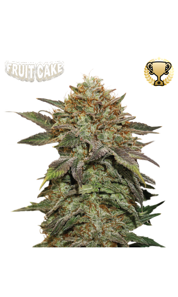 Fruit Cake von Seedstockers