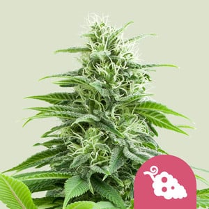 Fruit Spirit von Royal Queen Seeds