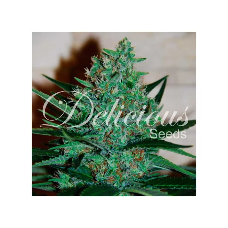 Fruity Chronic Juice von Delicious Seeds