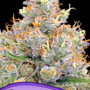 Future #1 von Anesia Seeds