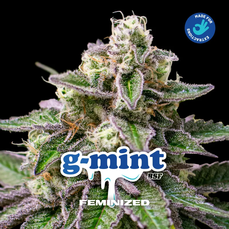 G-Mint BSF Seeds