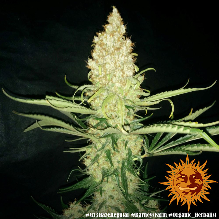 G13 Haze Barney's Farm