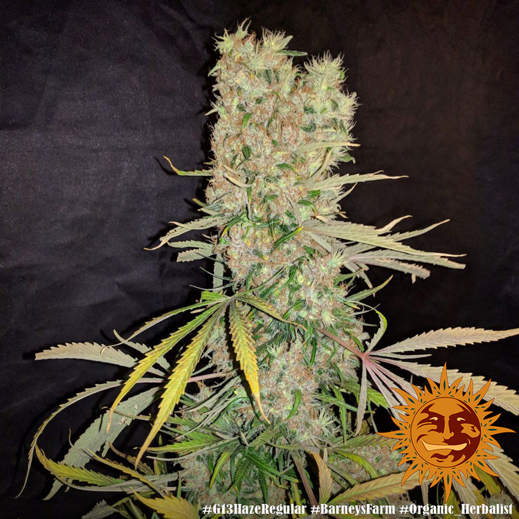 G13 Haze Barney's Farm