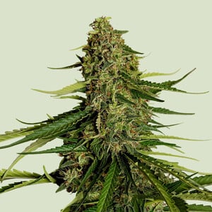 Gaia F1 von Royal Queen Seeds