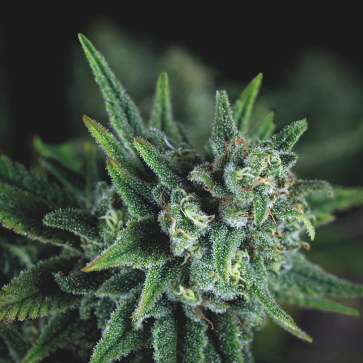 Galaxy Fast Pyramid Seeds