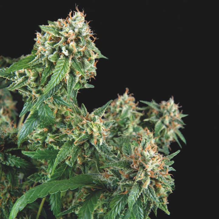 Galaxy Pyramid Seeds