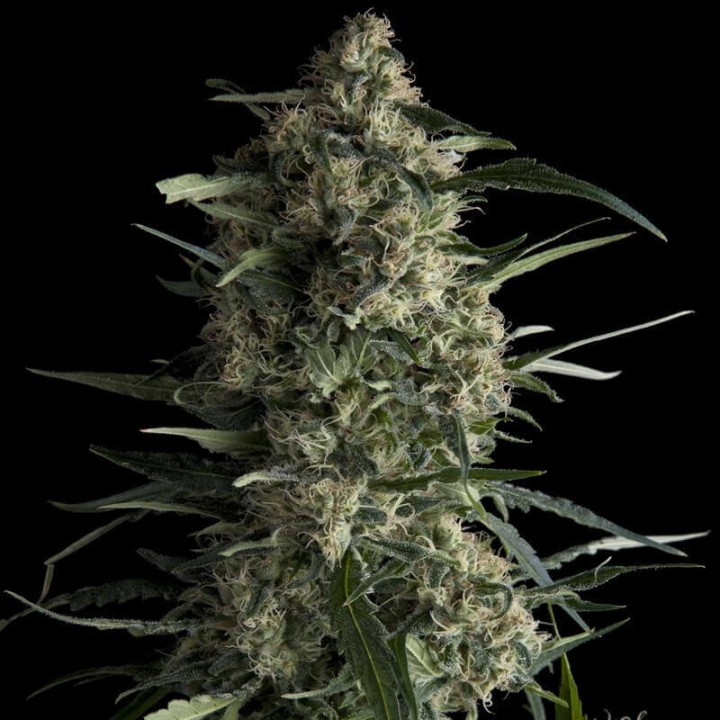 Galaxy Pyramid Seeds