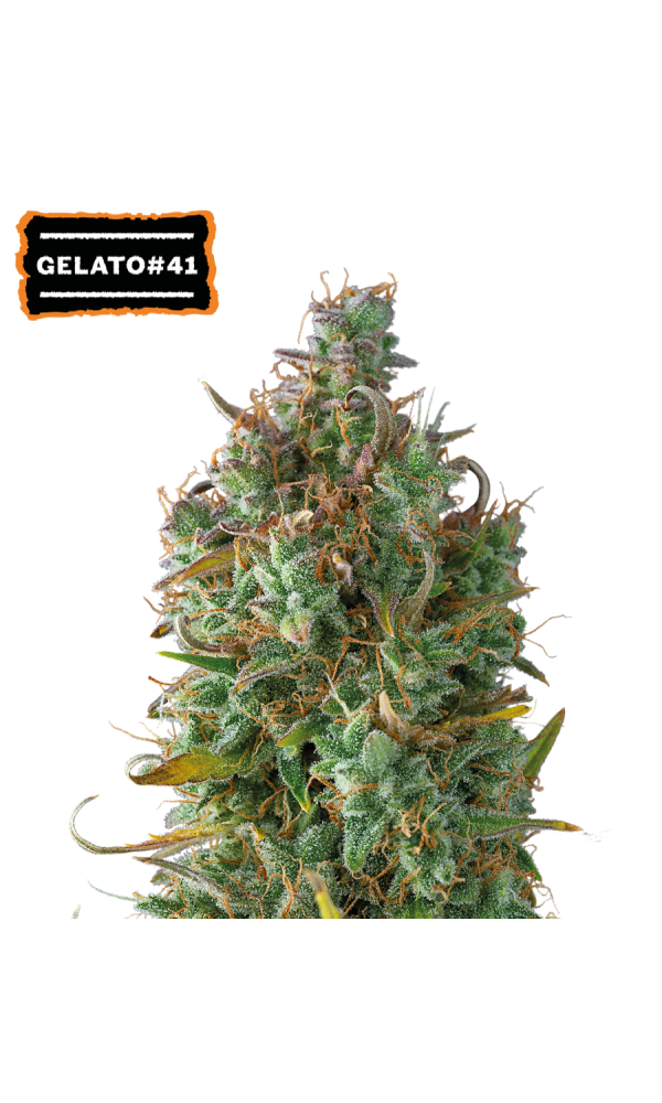 Gelato 41 Auto von Seedstockers