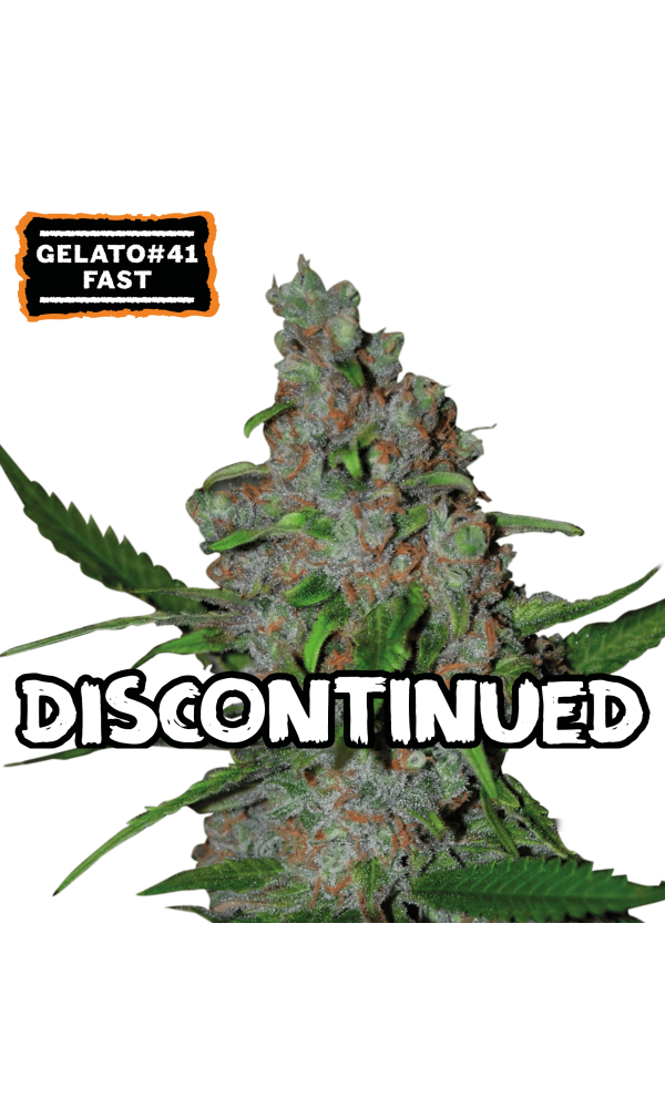 Gelato 41 Fast von Seedstockers