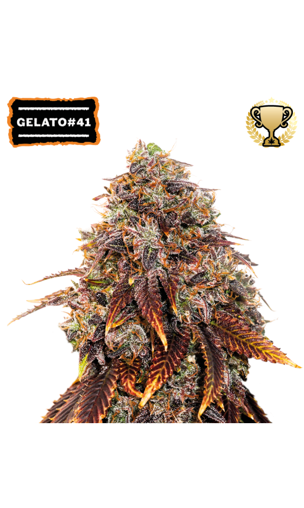 Gelato 41 von Seedstockers