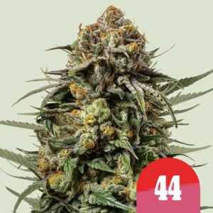 Gelato 44 1 St. Royal Queen Seeds