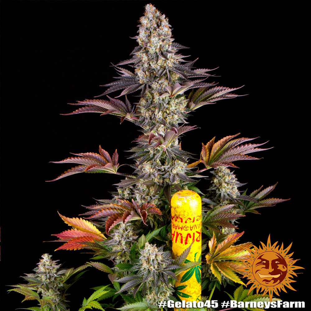 Gelato #45 Barney's Farm