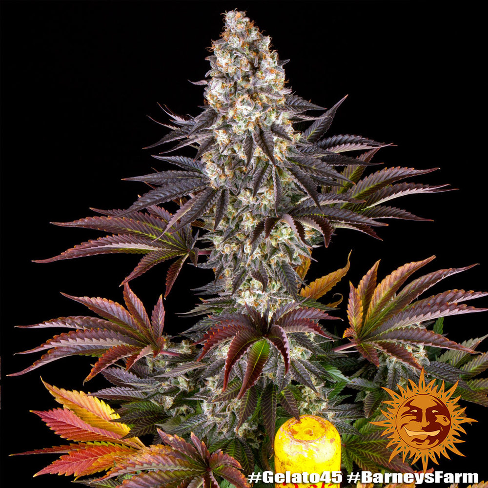 Gelato #45 Barney's Farm