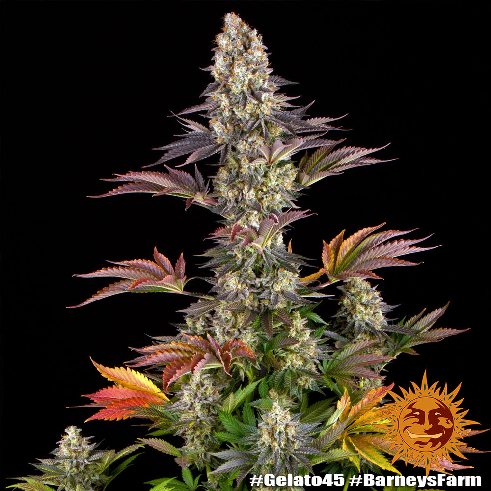 Gelato #45 Barney's Farm
