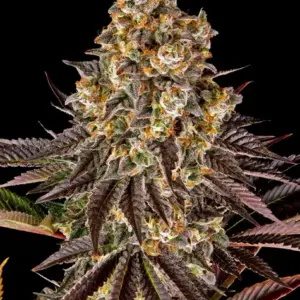 Gelato #45 Barney's Farm