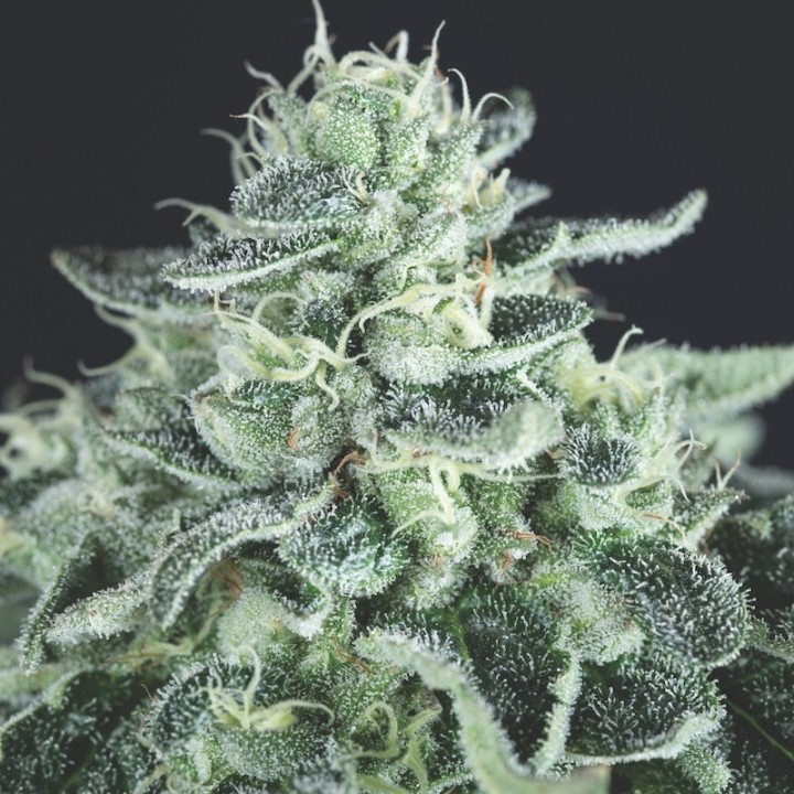 Gelato Pyramid Seeds