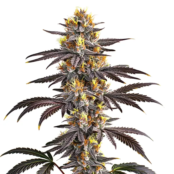 Gelato von Blimburn Seeds