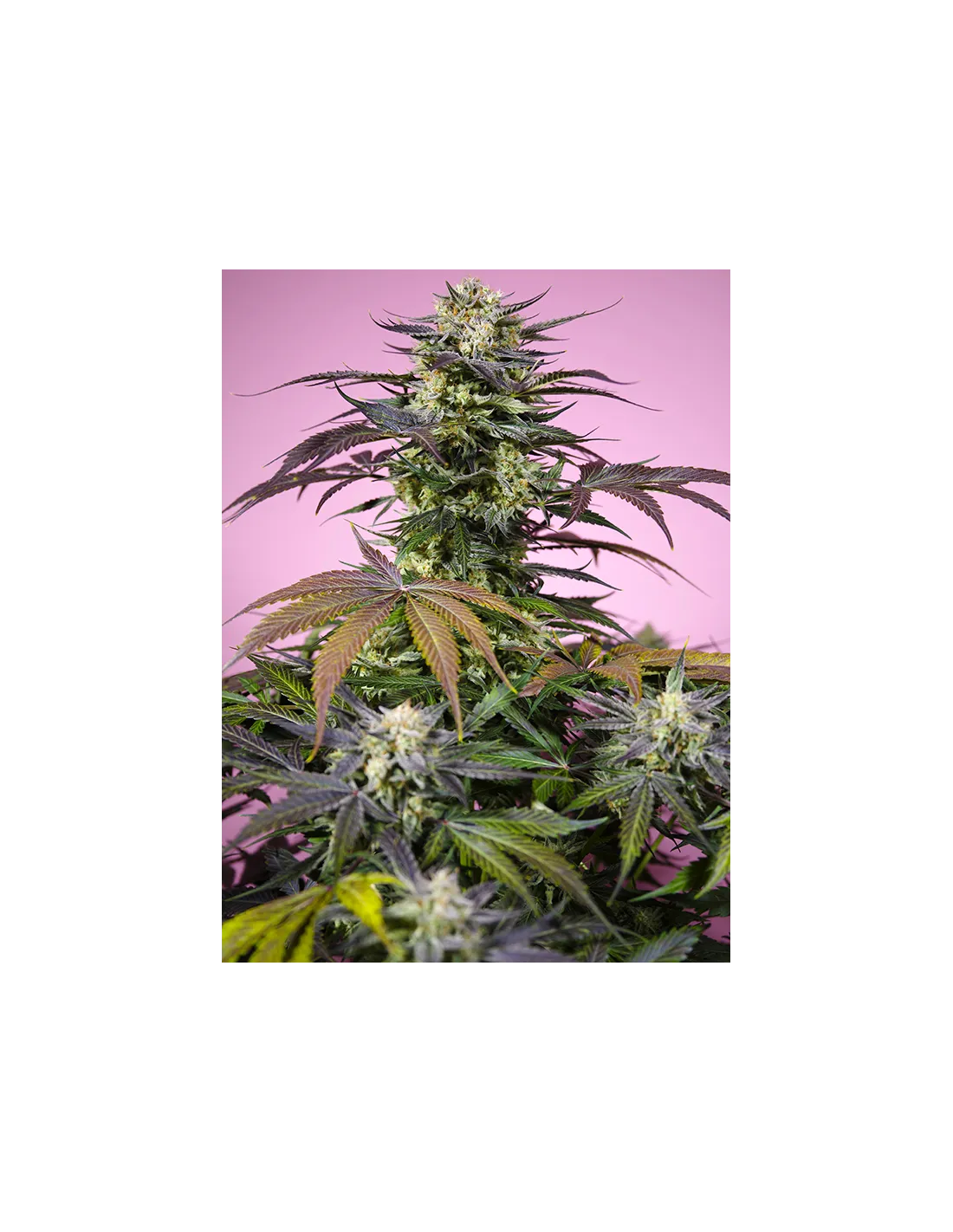 Gelonade von Sweet Seeds