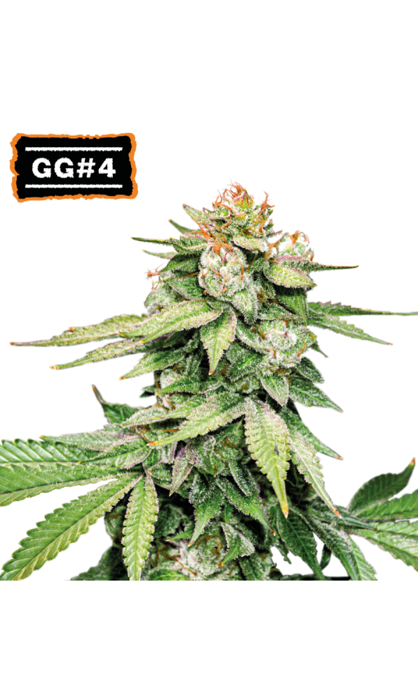 GG4 Auto von Seedstockers