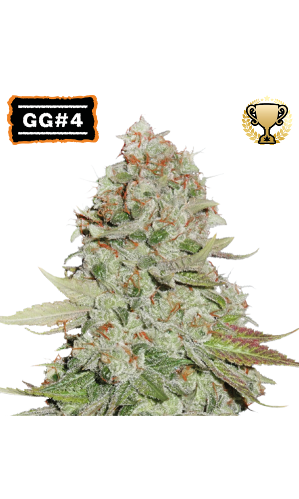 GG4 von Seedstockers