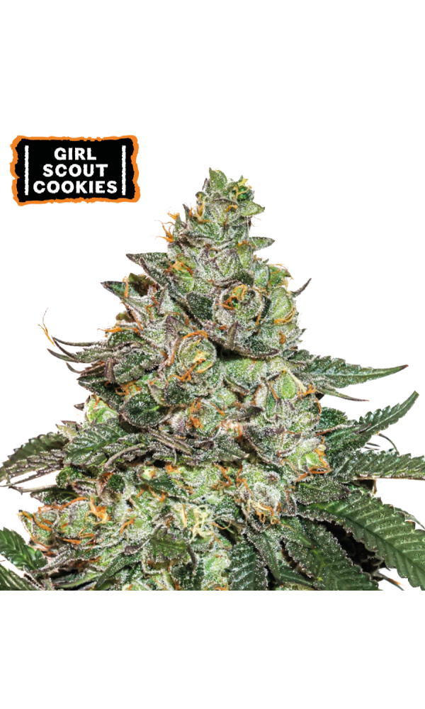 Girl Scout Cookies Auto von Seedstockers