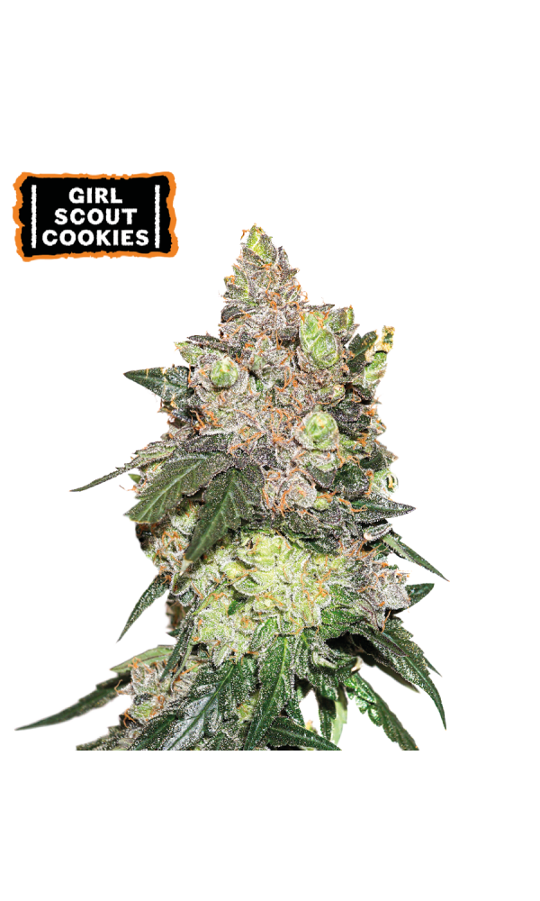 Girl Scout Cookies von Seedstockers