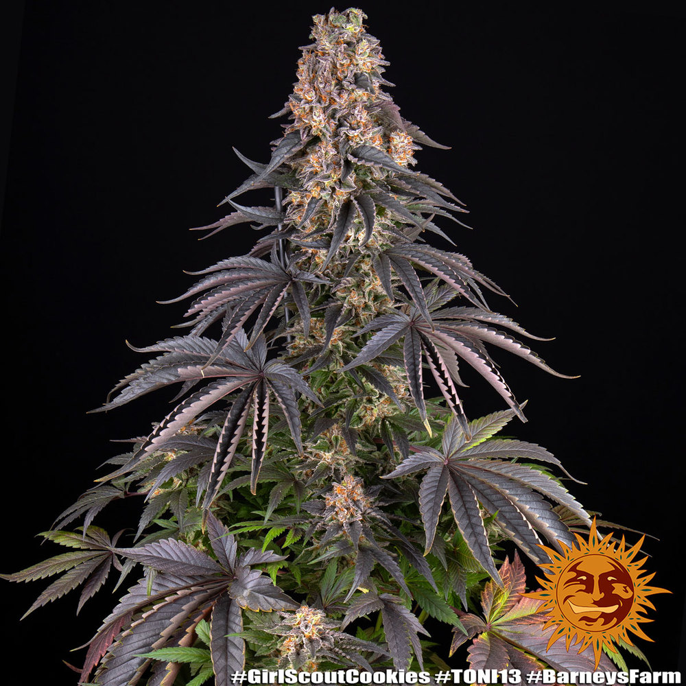 Girl Scout Cookies Barney's Farm