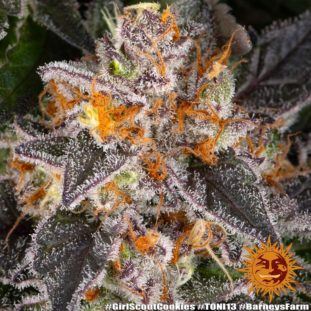 Girl Scout Cookies Barney's Farm