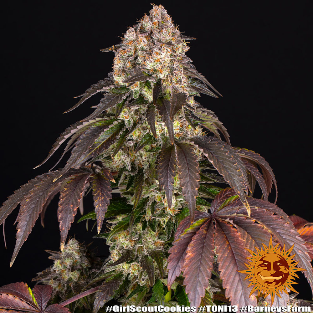 Girl Scout Cookies Barney's Farm