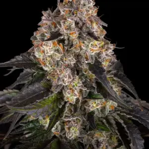 Girl Scout Cookies Barney's Farm