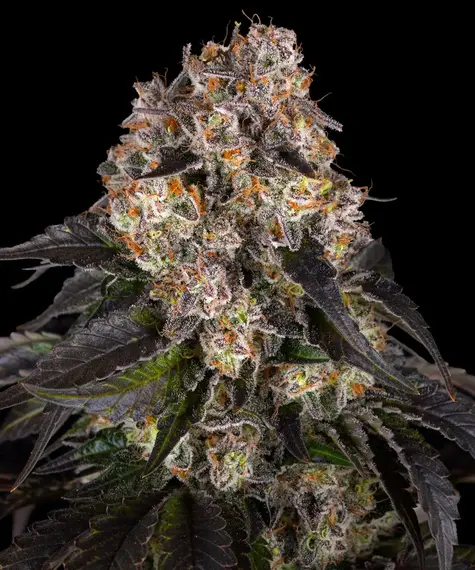 Girl Scout Cookies Barney's Farm