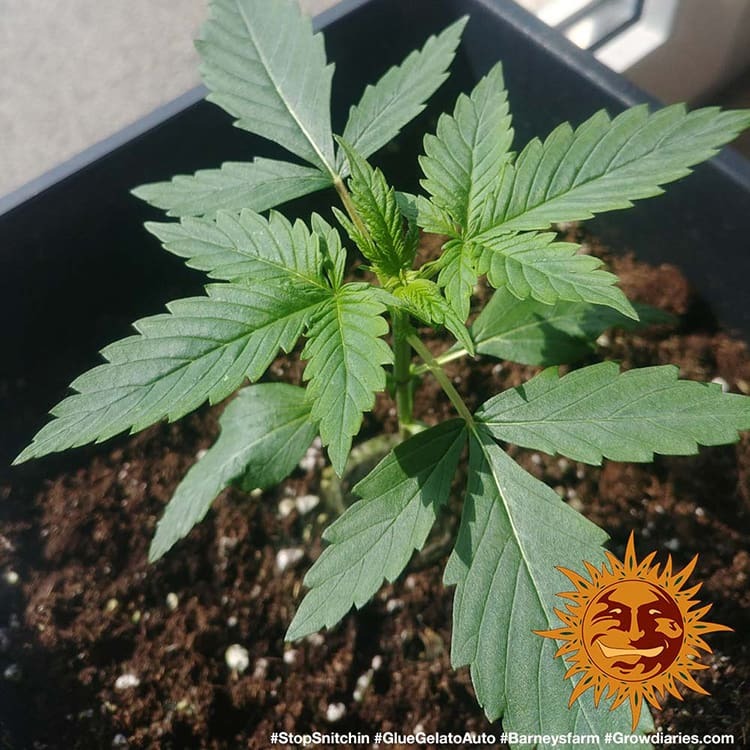 Glue Gelato Auto Barney's Farm