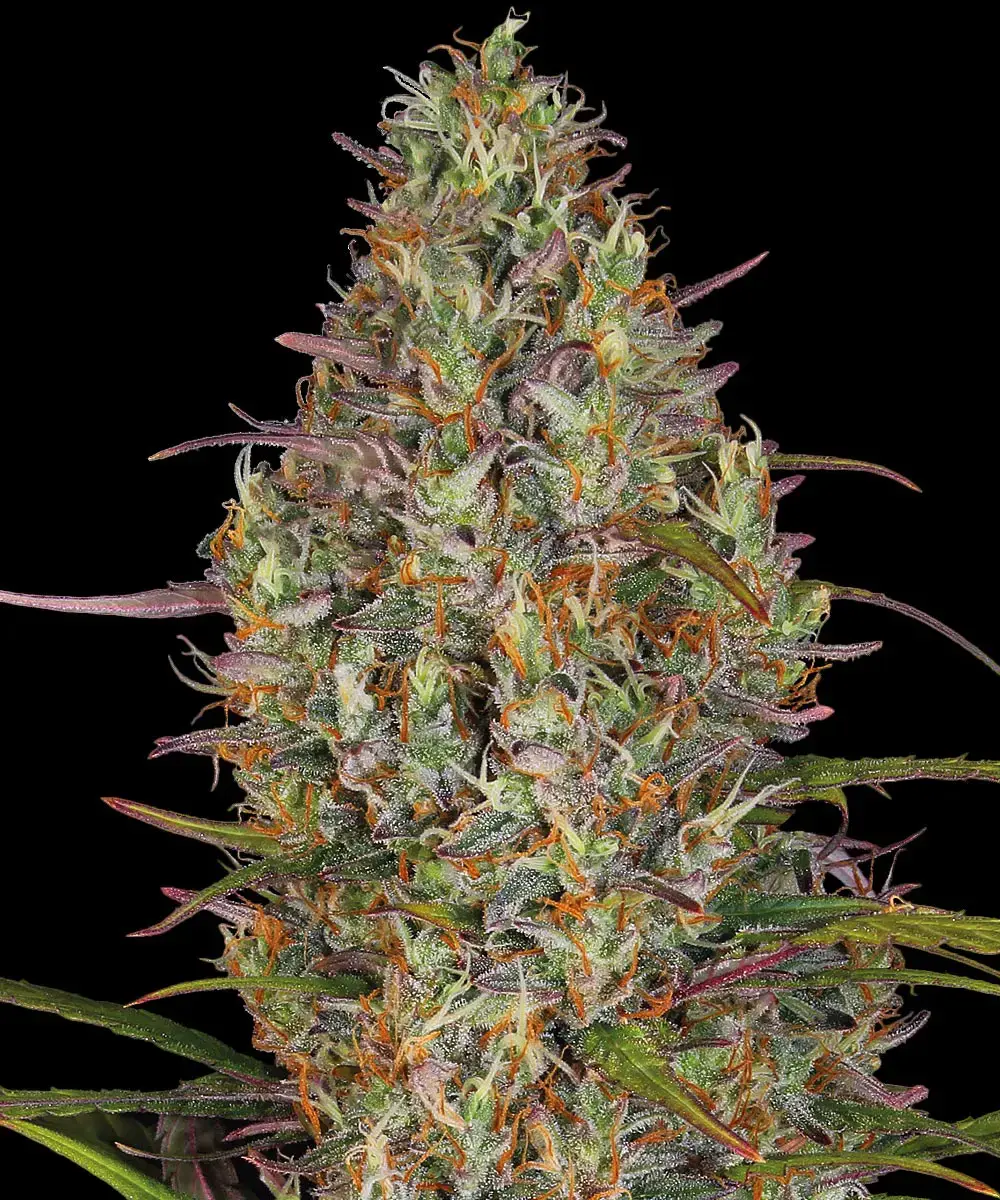 Glue Gelato Auto Barney's Farm