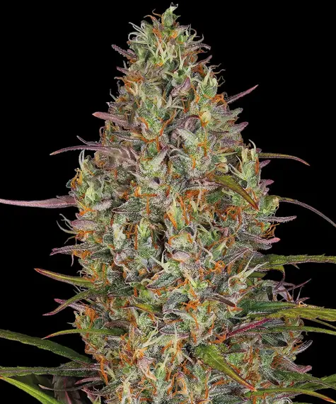 Glue Gelato Auto Barney's Farm