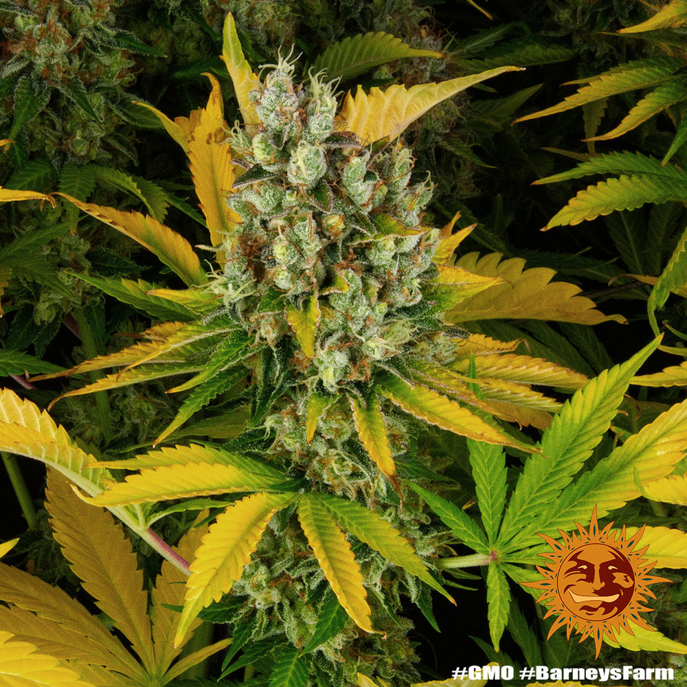 GMO Barney’s Farm