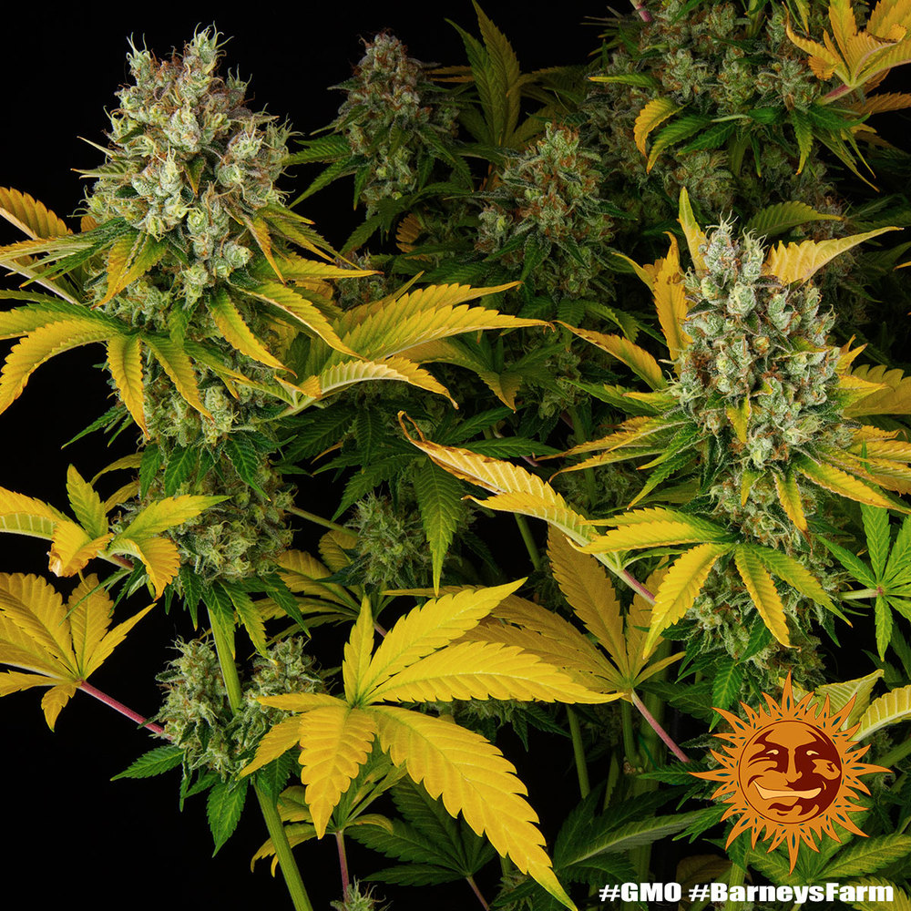 GMO Barney’s Farm