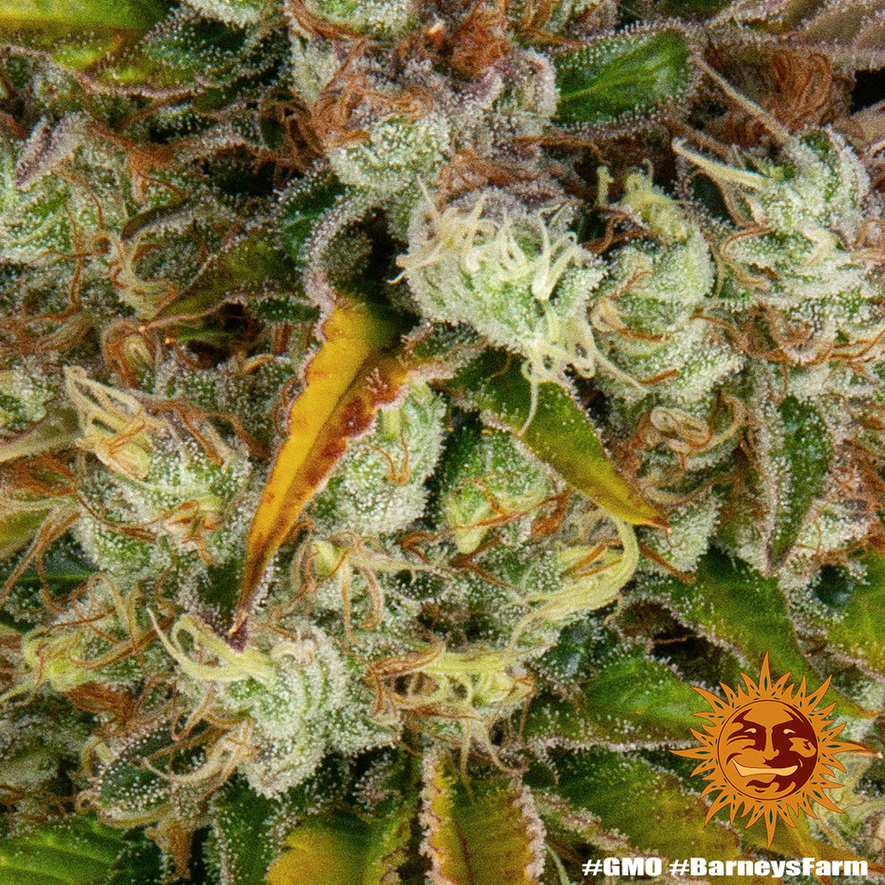 GMO Barney’s Farm