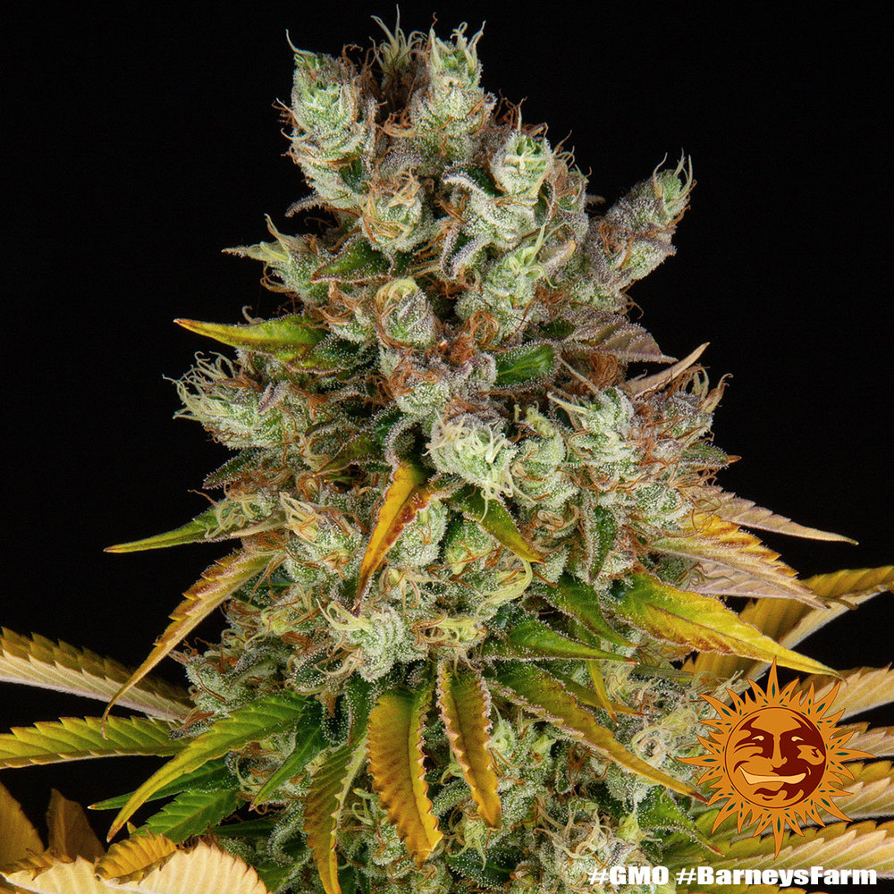 GMO Barney’s Farm