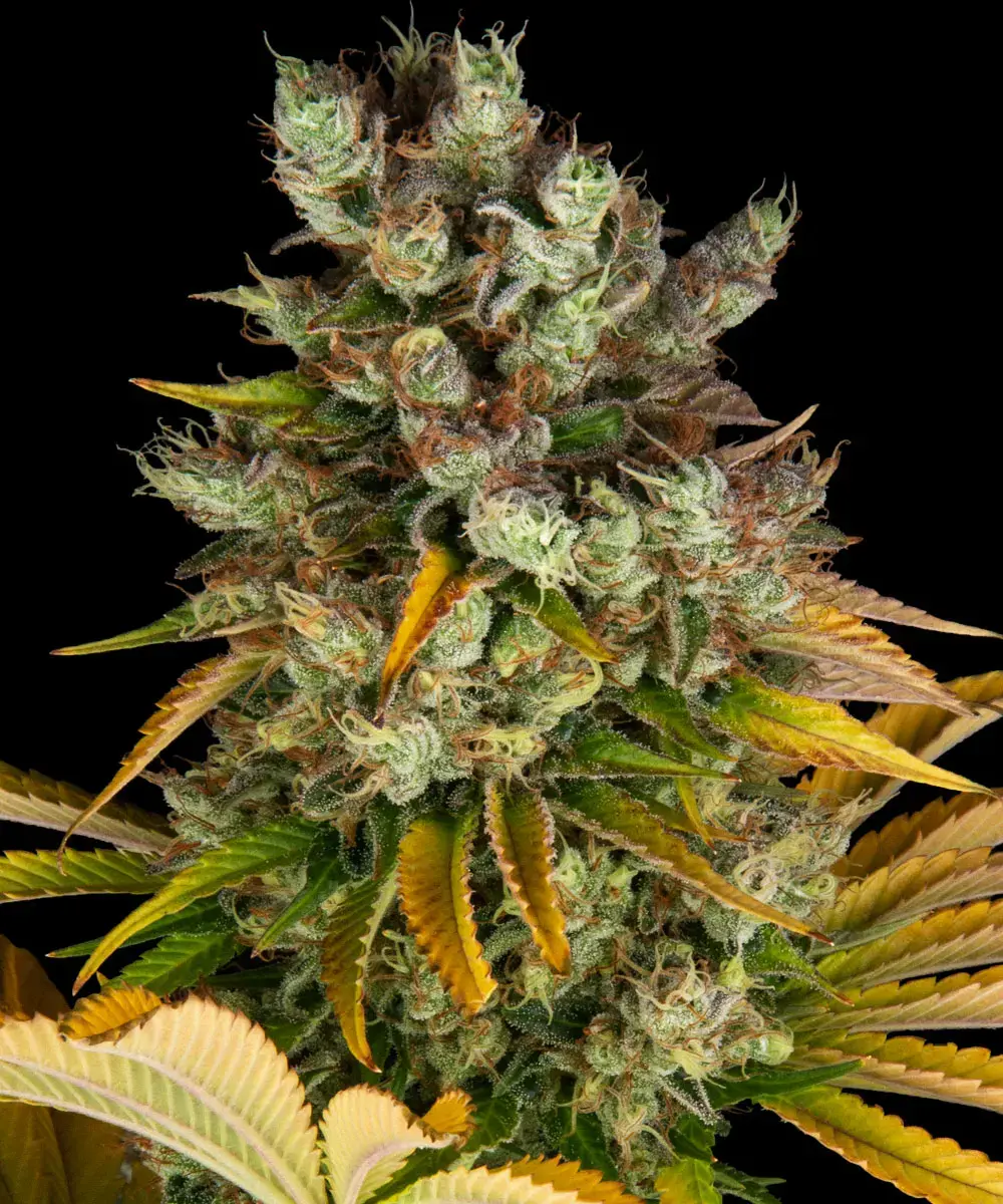 GMO Barney’s Farm