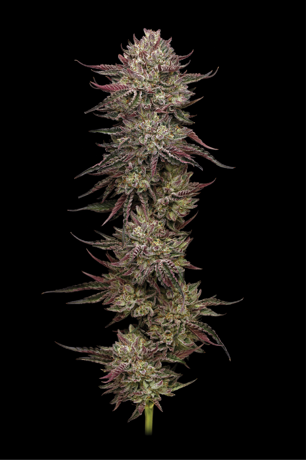 Chicken n' Wafflez von Humboldt Seed Company