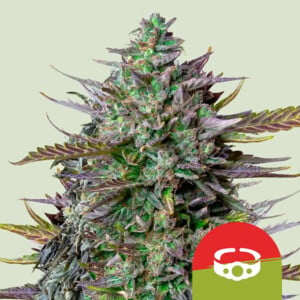 GOAT'lato Auto von Royal Queen Seeds